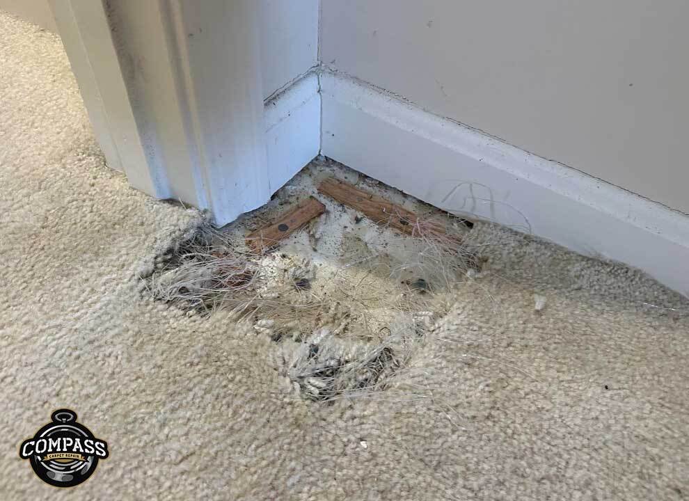 pet damage carpet repair in cincinnati ohio